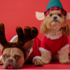 two dogs dressed as a reindeer and an elf against a red background